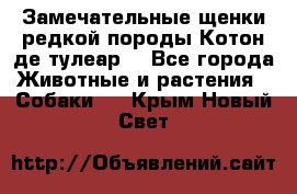 Замечательные щенки редкой породы Котон де тулеар  - Все города Животные и растения » Собаки   . Крым,Новый Свет